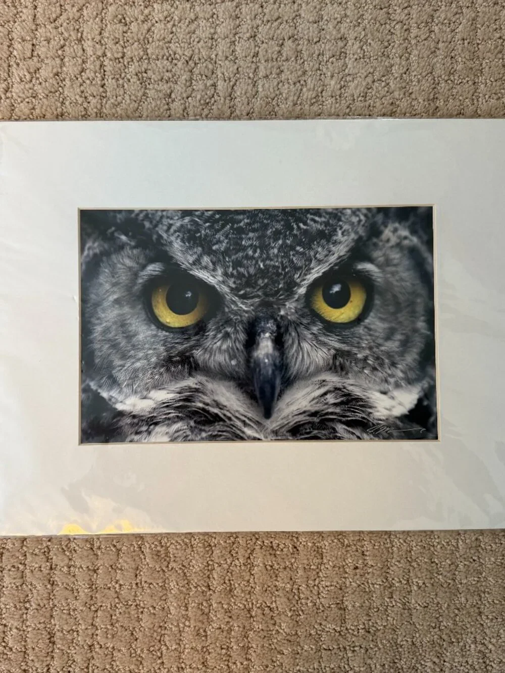8x14 Close up of owl photograph